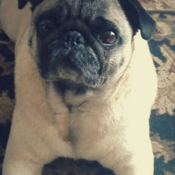 Meet your Posher, Tracy - Picture 2 of 7